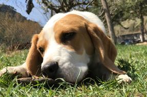 beagle puppy lying on the grass