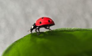 ladybug on a green leaf on a blurred background