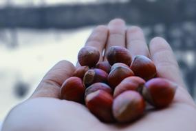 Fruit Peace Organic