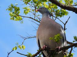 grey Dove On The Branch