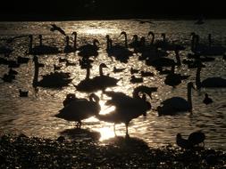 flock of swans on an evening lake