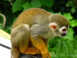 incredibly charming Monkey