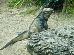 charming Iguana Lizard Reptile