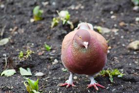 Beautiful and colorful bird on the soil with green plants