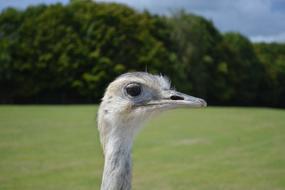 photo profile of a young ostrich, australia