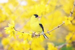 spring bird on yellow tree on blurred background