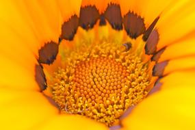 Cape Basket Flower Spanish