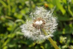 Dandelion Seeds