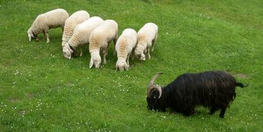 Animals Sheep Wool