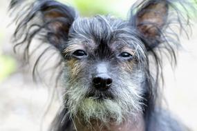 Chinese Crested Dog face