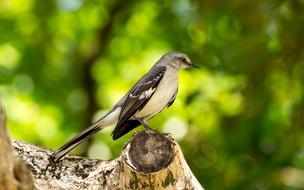 Mocking Bird in wild, usa, Florida