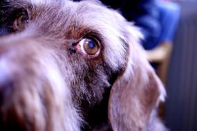 Dog Dachshund Pet