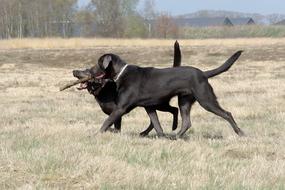 Beautiful and cute, black Labrador dogs, playing on the yellow and green field