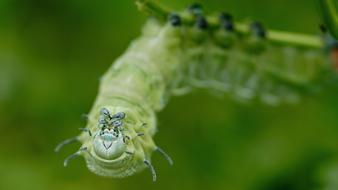 Caterpillar Atlas Moth