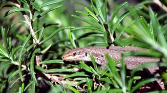 Close-up of the cute, colorful and beautiful lizard, among the green rosemary plants