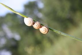 snail shells on the grass