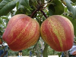 tropical large pear on a tree