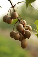 sweet pears on a branch