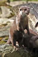 charmingly cute Otter Zoo