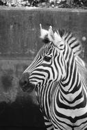 zebra in black and white background