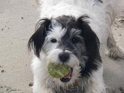 dog with a ball in his mouth on the beach