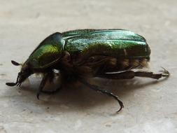 Rose Beetle Green