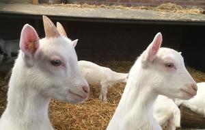 White domestic goats on a farm