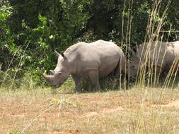 walking rhinos on safari