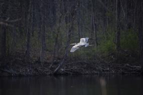 Blue Heron Flying over the lake