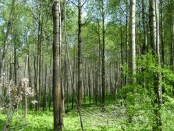 cozy beautiful forest