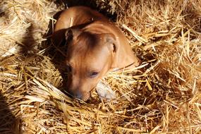 red Staffordshire Puppy Dog laying on straw