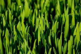 Macro Grass Wheat Dew