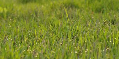 raindrops on the grass