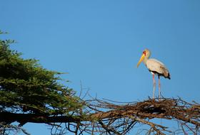 bird in a nest on a branch on a clear day