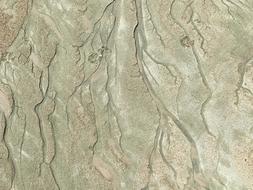 Sand Branches Tendrils texture