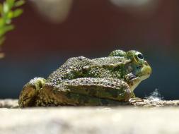 Frog Batrachian Raft