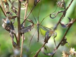 winged insect on dry plants