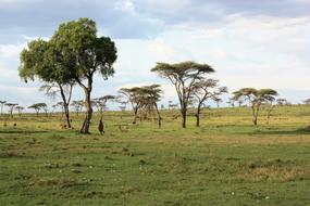 Kenya Savannah
