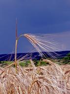 Ear Field Cereals