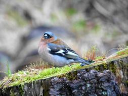 Bird blue green grass