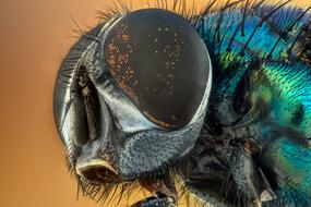 Macro Fly Eyes