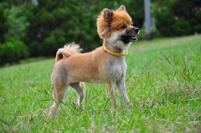Dog Chihuahua