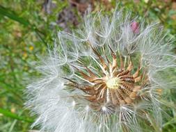 Dandelion Seeds Angelitos