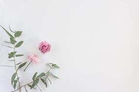 illustration of Flowers at white Background