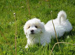 Coton de TulÃ©ar puppy dog on lawn