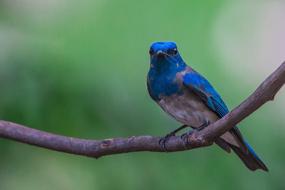 a blue bird is sitting on a branch in the garden