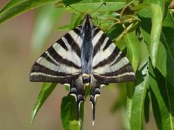 big beautiful butterfly in the garden