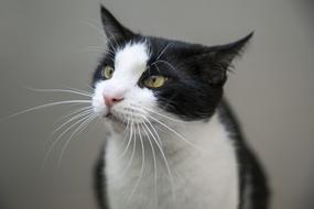 Cat Feline Lick back and white