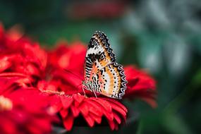 Butterfly Insect red flowers