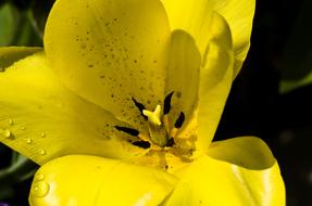 Tulip Yellow Spring